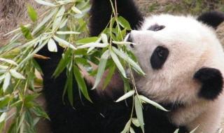 大熊猫乐乐死因已初步确定