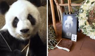 大熊猫乐乐死因已初步确定