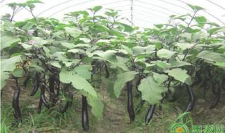 全国蔬菜价格季节性下降