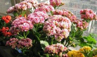清明节的寓意和象征